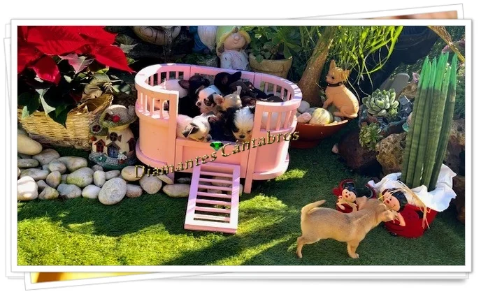 Cachorros de chihuahua en cuna de jardín — Diamantes Cántabros