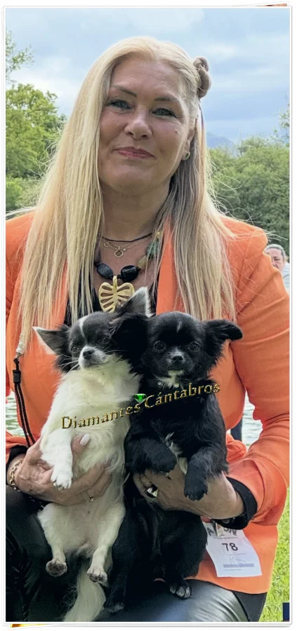 Rosa con dos chihuahuas en exposición — Diamantes Cántabros