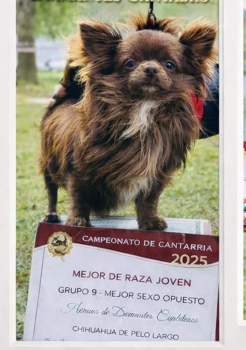 Título de campeón — Diamantes Cántabros