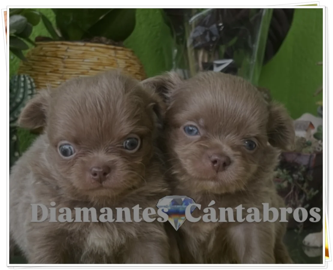 Cachorros de chihuahua chocolate — Diamantes Cántabros