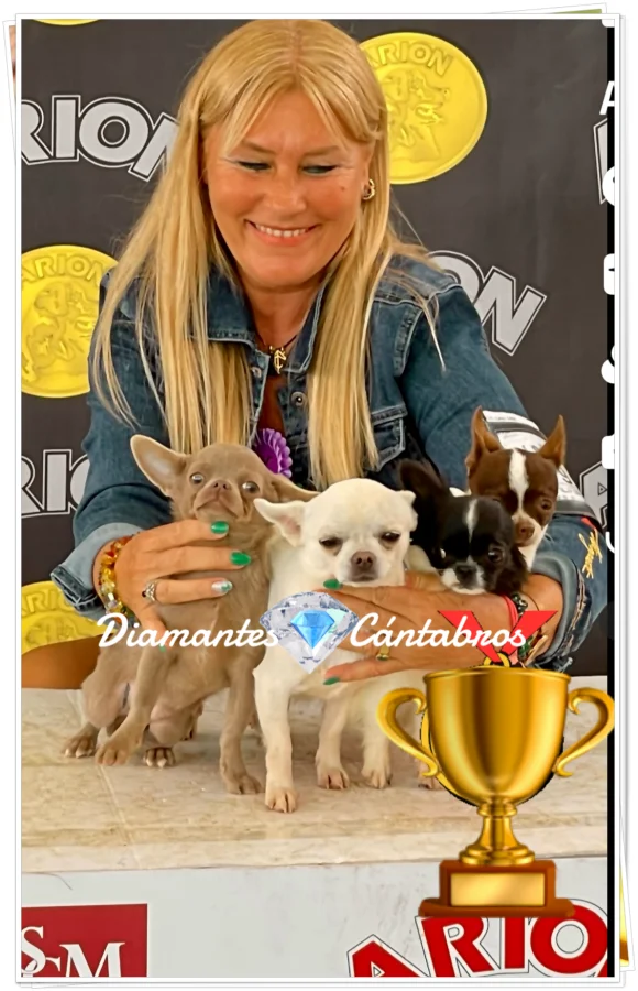 Cachorros con trofeo en exposición — Diamantes Cántabros