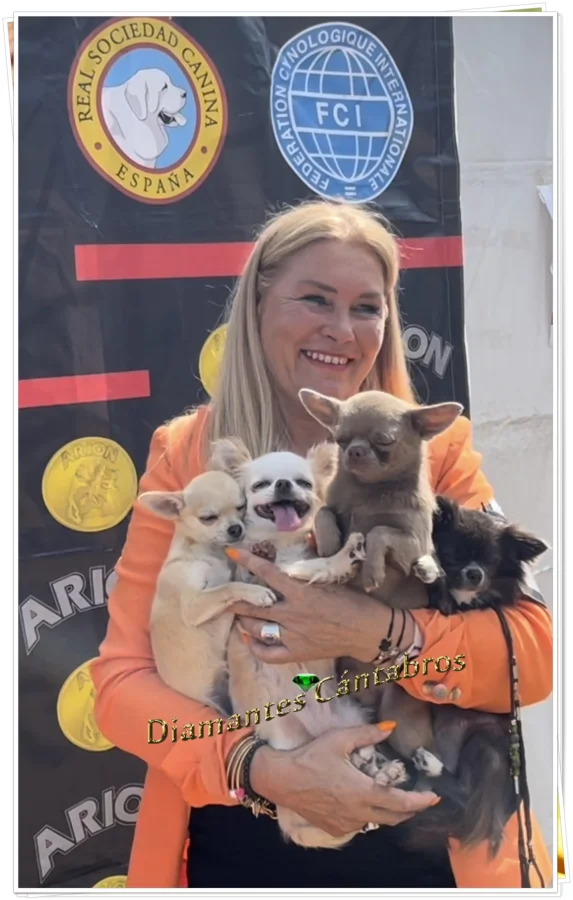 Rosa con varios chihuahuas en exposición canina — Diamantes Cántabros