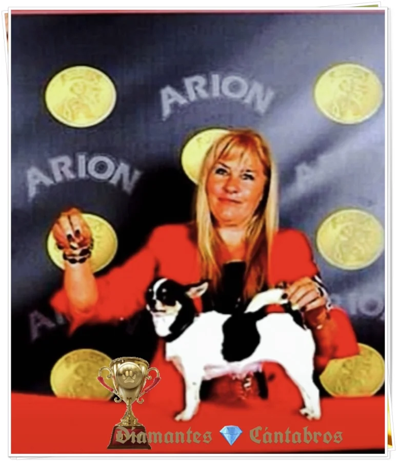 Rosa con chihuahua premiado en exposición canina — Diamantes Cántabros