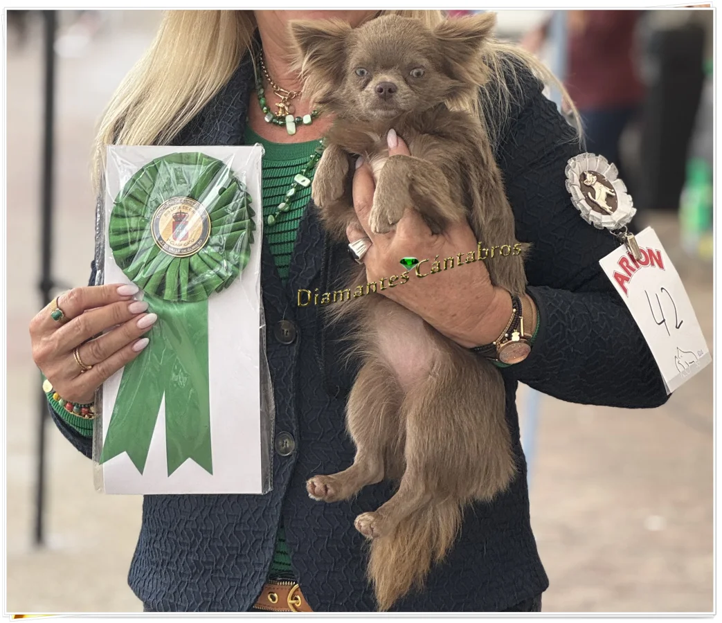 Chihuahua con escarapela de premio, Diamantes Cántabros