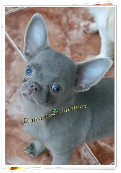 Cachorro de chihuahua azul — Diamantes Cántabros