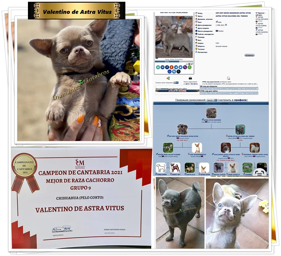 Valentino de Astra Vitus, macho reproductor