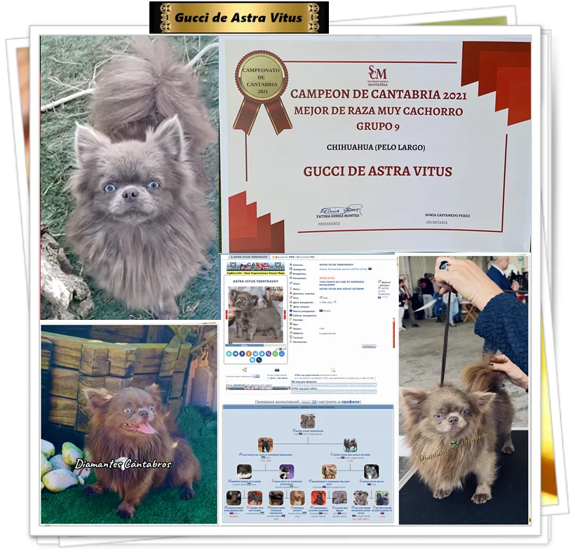 Gucci de Astra Vitus, macho reproductor