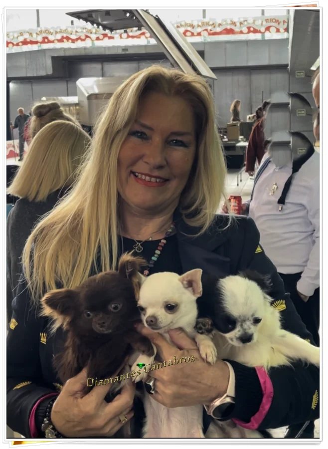 Rosa con chihuahuas en exposición canina, Diamantes Cántabros