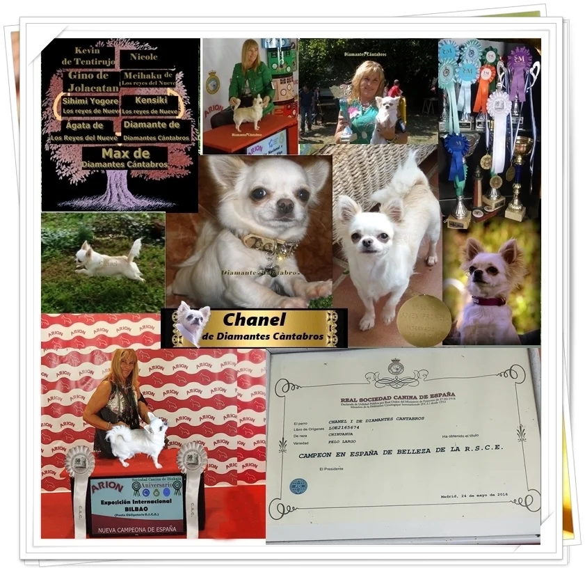 Chanel de Diamantes Cántabros, hembra reproductora campeona