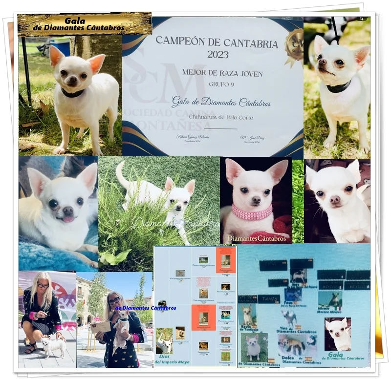 Gala de Diamantes Cántabros, hembra reproductora campeona