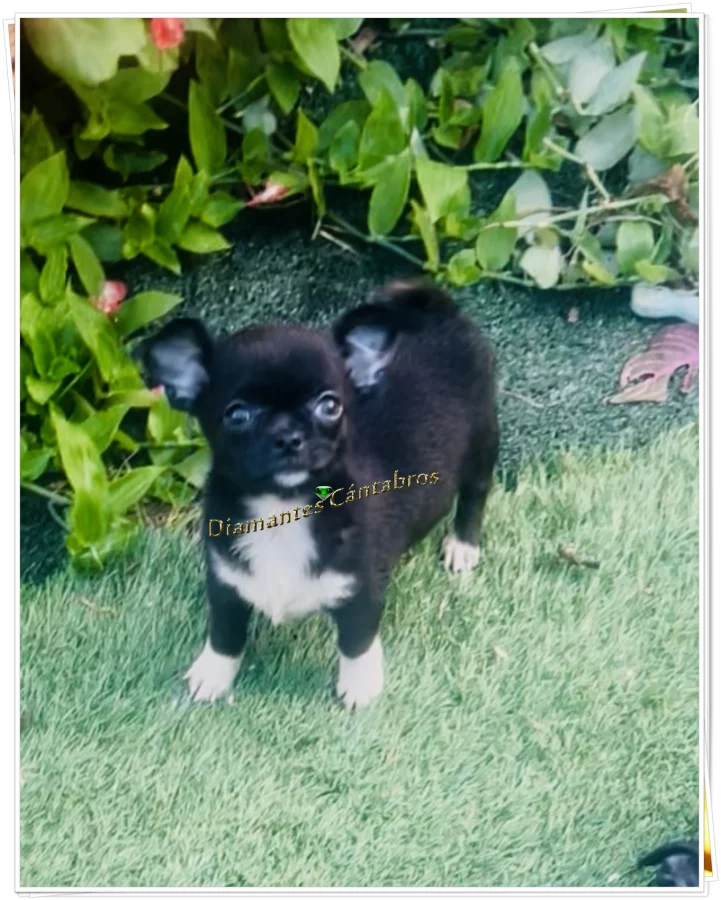 Cachorro de chihuahua negro y blanco — Diamantes Cántabros