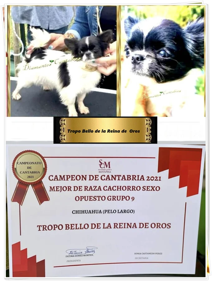 Tropo Bello de la Reina de Oros, macho reproductor