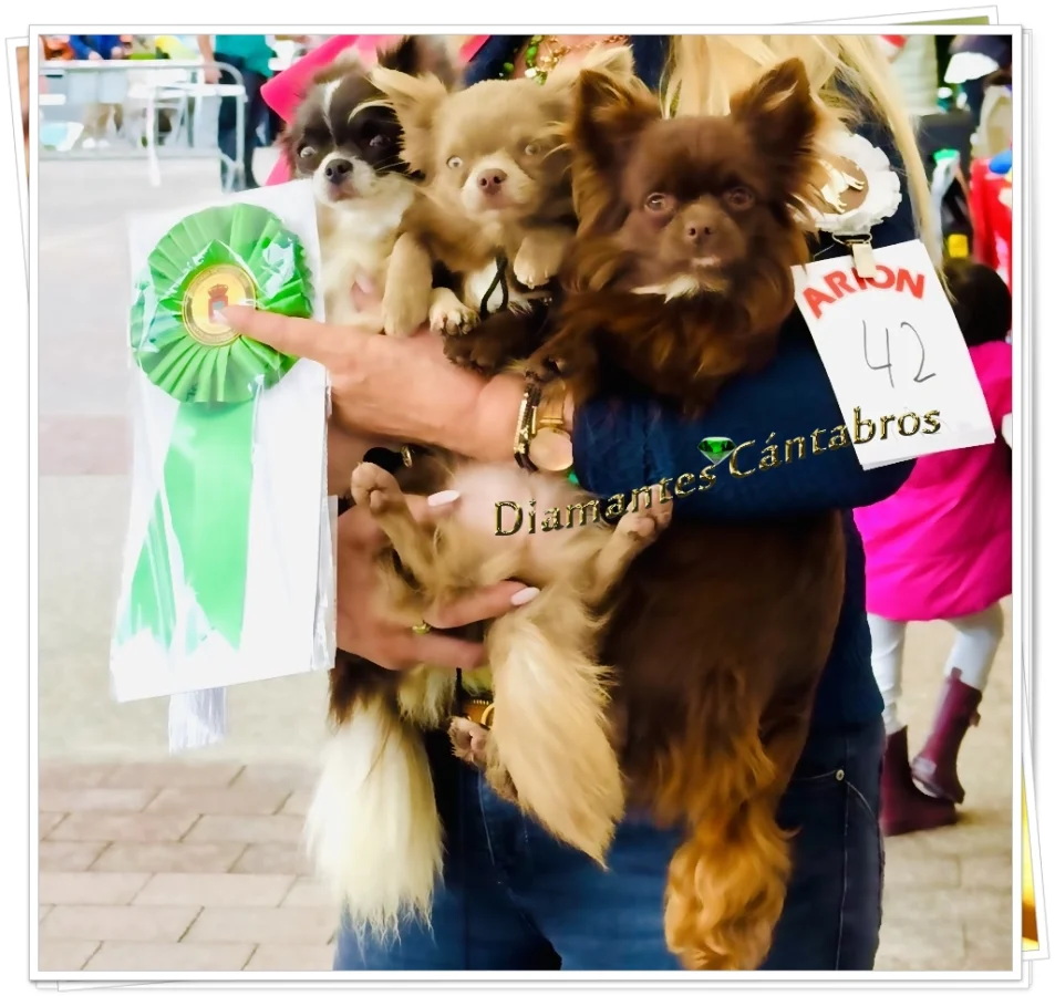 Rosa con chihuahua premiado en exposición canina